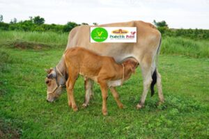 cow-in village
